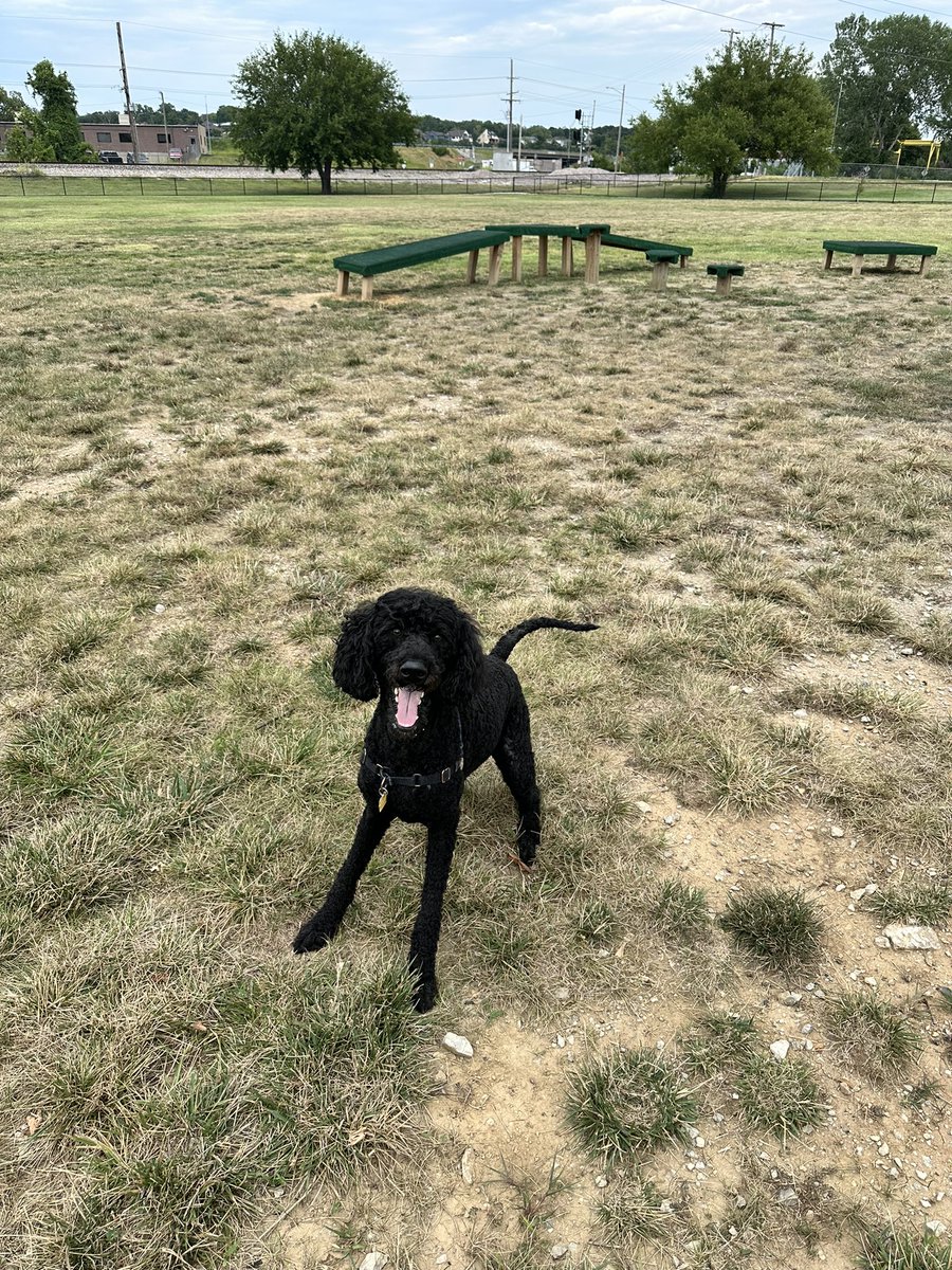 The dog park is one of the best places to get in on tongue outtiness. - Quint #twinsiesontwitter #tongueouttuesday