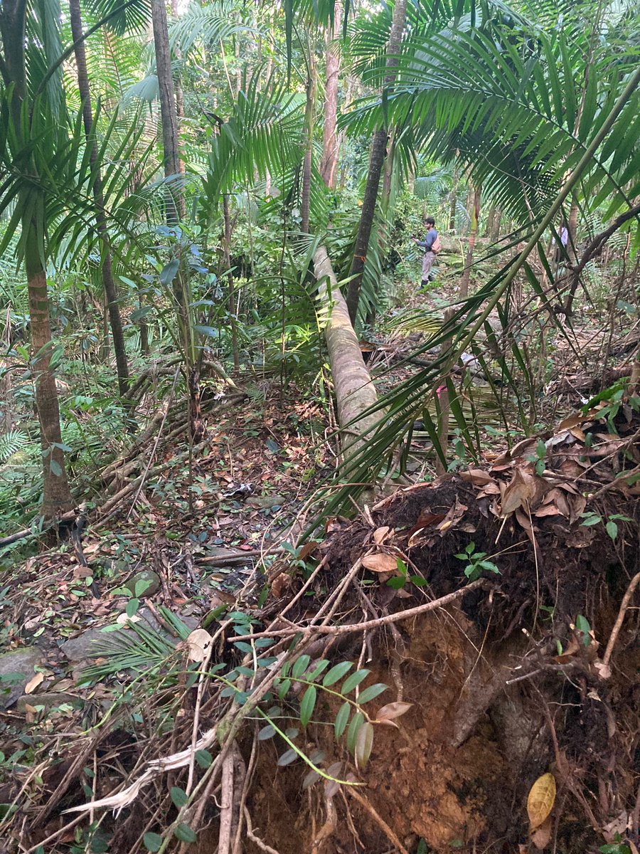 ARamirez Lab (@aramirezlab) on Twitter photo Sharing pics of what tropical storm #Ernesto did to our study stream in #PuertoRico.
Tree falls, lots of litter, and a major flood, but only minor damages. We lost some baskets and had to repair our flow reduction experiment. Nothing that cannot be fixed.
#StreamFRE
<a href="/NCStateAEC/">NC State Applied Ecology</a> Sharing pics of what tropical storm #Ernesto did to our study stream in #PuertoRico.
Tree falls, lots of litter, and a major flood, but only minor damages. We lost some baskets and had to repair our flow reduction experiment. Nothing that cannot be fixed.
#StreamFRE
<a href="/NCStateAEC/">NC State Applied Ecology</a>