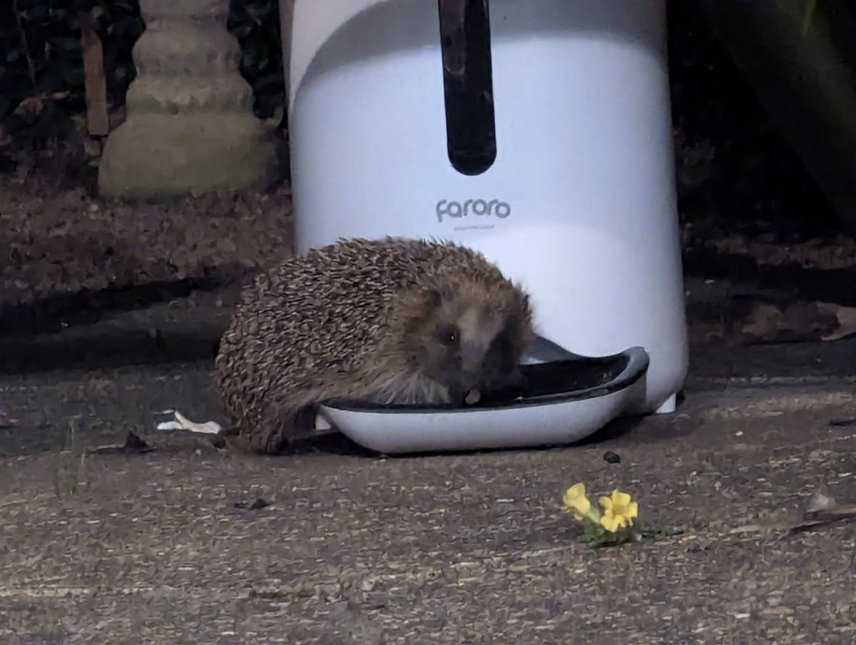 Cat feeder worked well whilst we were away on holiday..... Happy #hedgehog