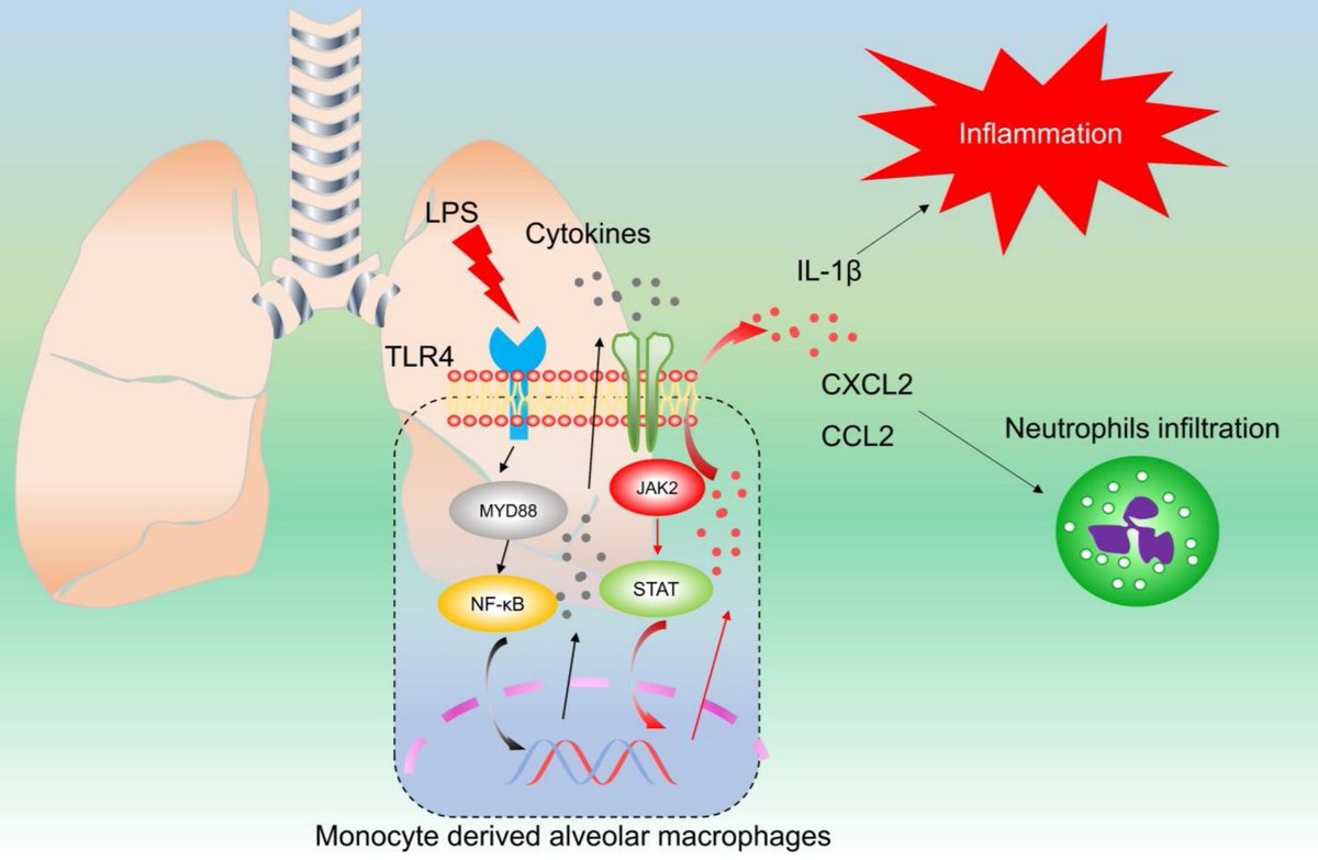 Applying #JAK2 inhibitors as a therapeutic for acute respiratory distress syndrome: mucosalimmunology.org/article/S1933-…