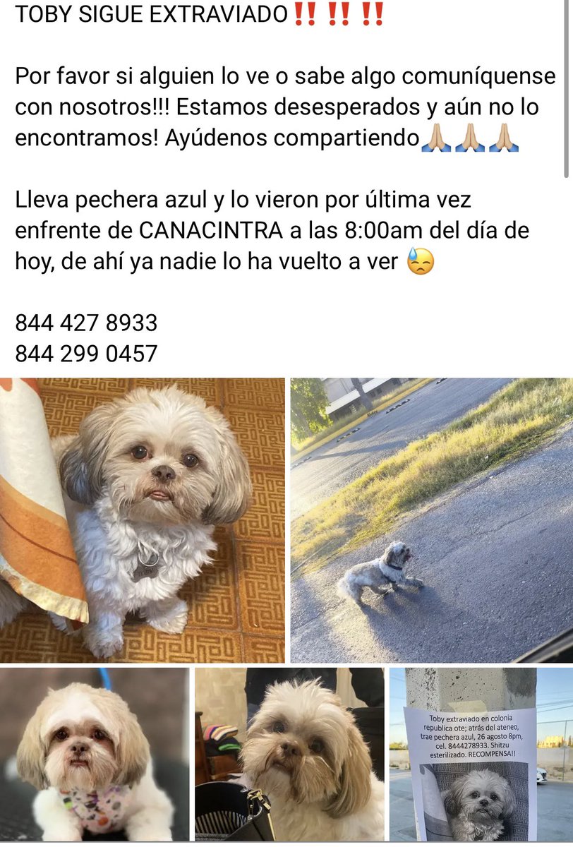mirandadelapena's tweet photo. Saltillo por favor ayúdenos compartiendo, ayúdenos a encontrar a toby!!!🙏😔 https://t.co/LZpyrQKELP