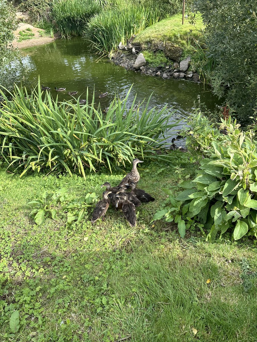 Holibobs with big cousin Barney……&amp; some baby duckies 🦆 🐾🐾