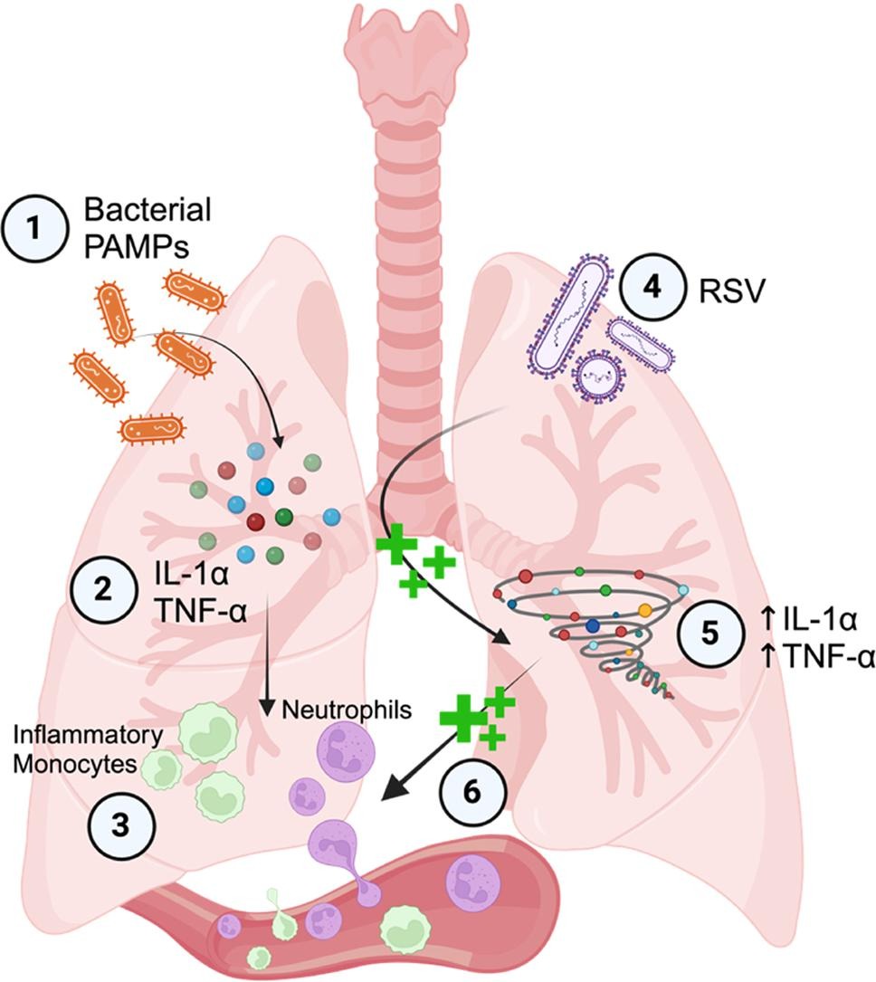 Mucosal Immunology (@mucosalimmunol) on Twitter photo Cecilla Johansson and colleagues <a href="/cjohansson_lab/">Cecilia Johansson</a> show bacterial exposure before #RSV infection can exacerbate lung disease.
mucosalimmunology.org/article/S1933-… Cecilla Johansson and colleagues <a href="/cjohansson_lab/">Cecilia Johansson</a> show bacterial exposure before #RSV infection can exacerbate lung disease.
mucosalimmunology.org/article/S1933-…