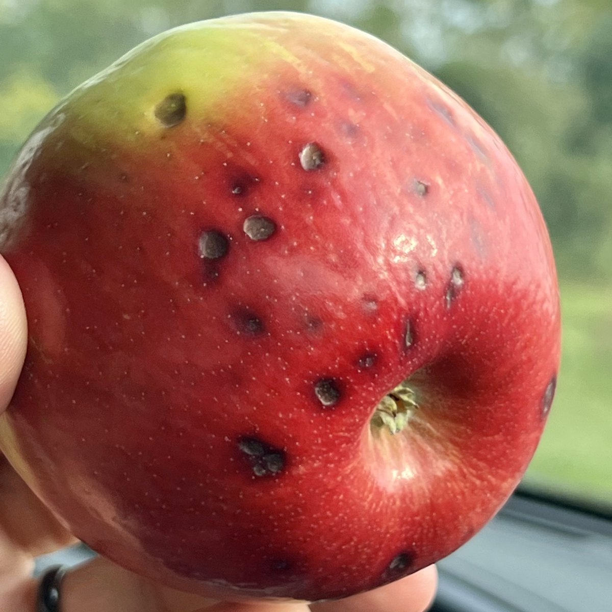 FruitDiseases's tweet photo. Honeycrisp’ #Apples with dark/corky spots of #BitterPit (a physiological disorder associated to calcium deficiencies). https://t.co/HMSMxbvNtL