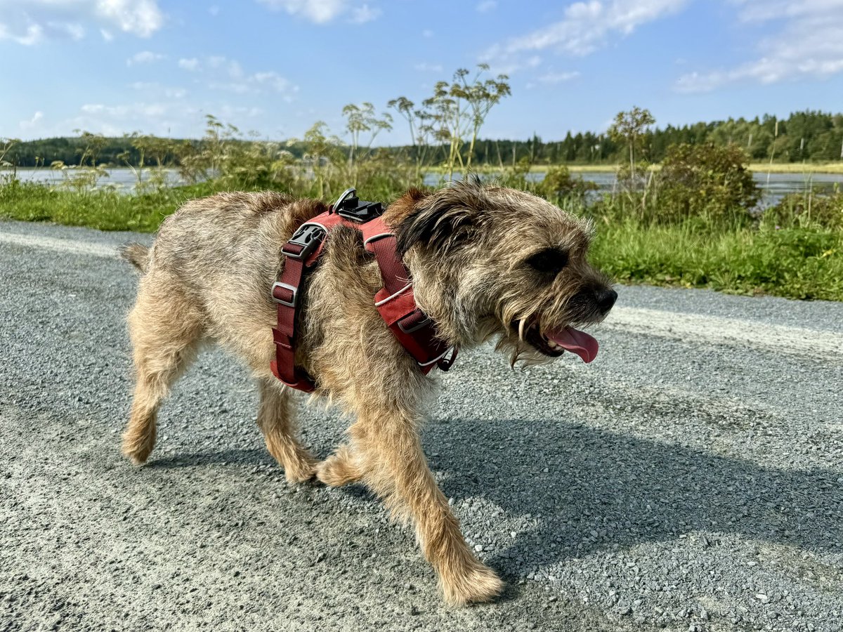 Hubble_BTerrier's tweet image. Mother Nature is determined to keep giving us nice weather, so we took advantage of it today with a 6 km walk on the Atlantic View Trail. 😎🐾🐾🐾 #NSTrails #EndlessSummer #BTPosse
