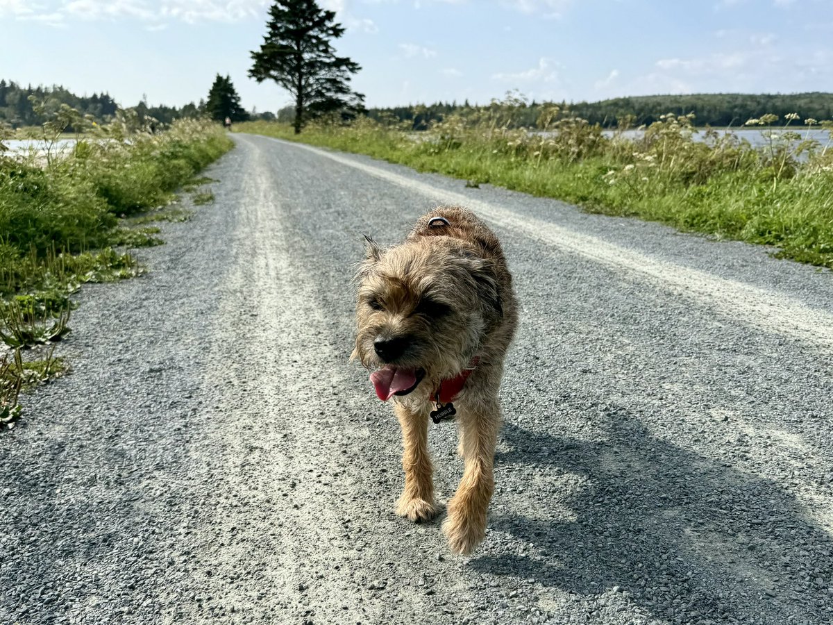 Hubble_BTerrier's tweet image. Mother Nature is determined to keep giving us nice weather, so we took advantage of it today with a 6 km walk on the Atlantic View Trail. 😎🐾🐾🐾 #NSTrails #EndlessSummer #BTPosse