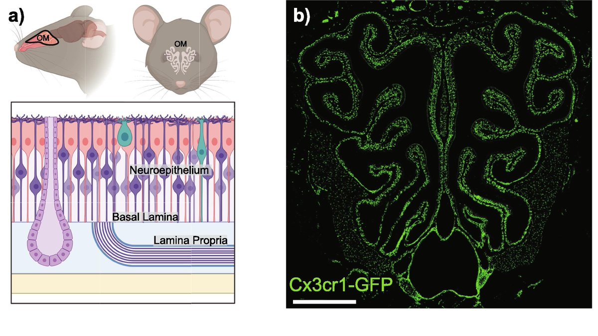 MucosalImmunol's tweet photo. Distinct #olfactory mucosal #macrophage populations mediate neuronal maintenance and pathogen defense #FluoresenceFriday 
https://t.co/IUm4ysUePN https://t.co/LSULxNgHIJ