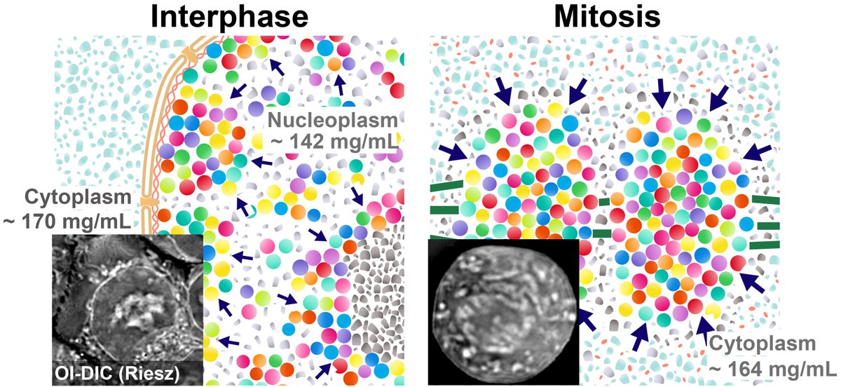 Kazuhiro Maeshima (@kazu_maeshima) on Twitter photo Our new paper is out <a href="/PNASNews/">PNASNews</a>:
pnas.org/doi/10.1073/pn…
Molecular density imaging <a href="/MBLScience/">Marine Biological Laboratory (MBL)</a> reveals that a transient increase in depletion attraction/macromolecular crowding during mitosis contributes to chromosome condensation. Congrats, <a href="/shiori_iida/">Shiori Iida</a> <a href="/mshribak/">Michael Shribak</a> ! 1/ Our new paper is out <a href="/PNASNews/">PNASNews</a>:
pnas.org/doi/10.1073/pn…
Molecular density imaging <a href="/MBLScience/">Marine Biological Laboratory (MBL)</a> reveals that a transient increase in depletion attraction/macromolecular crowding during mitosis contributes to chromosome condensation. Congrats, <a href="/shiori_iida/">Shiori Iida</a> <a href="/mshribak/">Michael Shribak</a> ! 1/