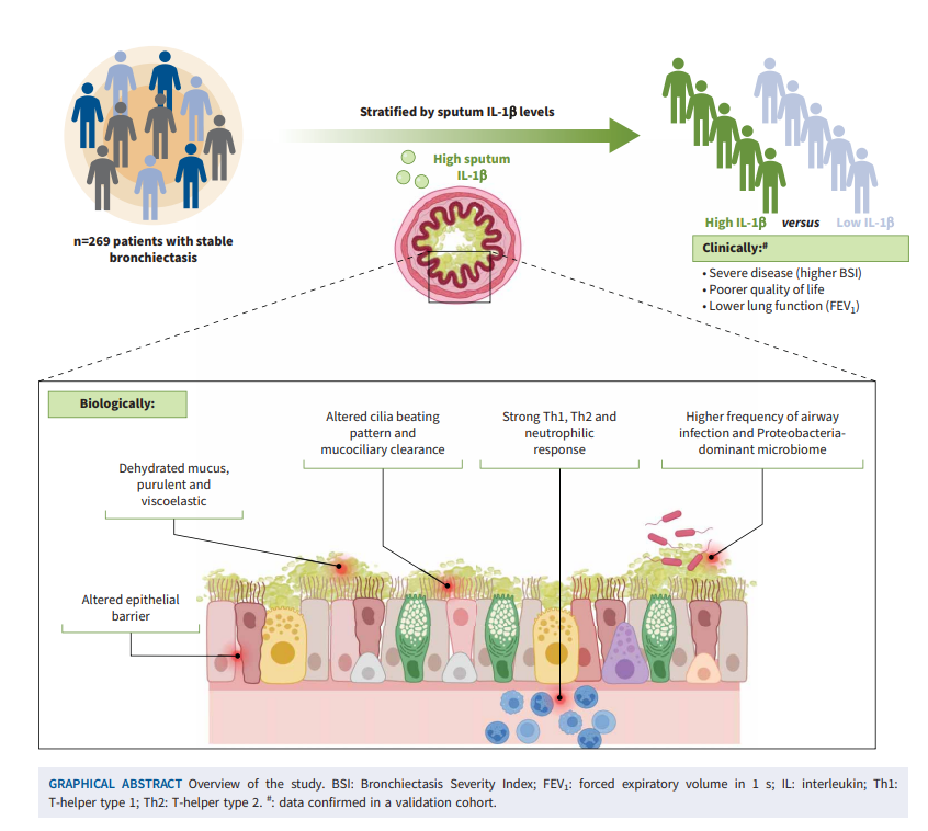Is airway IL-1β a new biomarker or therapeutic target for #bronchiectasis, characterized by neutrophilia? Answer in <a href="/ERSpublications/">ERS publications</a> (hint: yes) bit.ly/4aeooF7