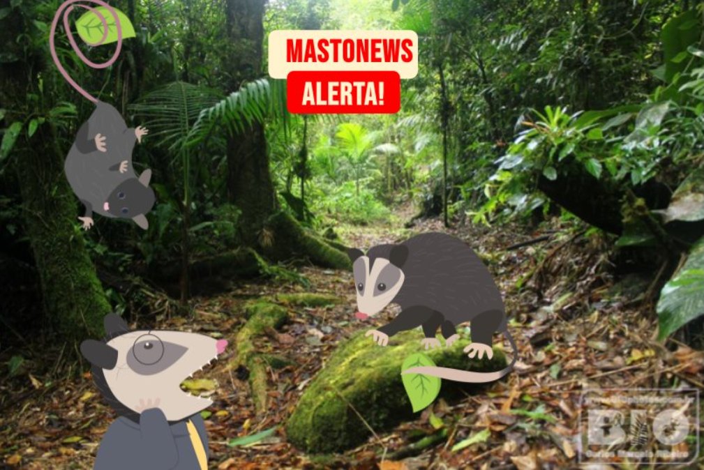 Atenção, atenção mastolovers! Duas espécies de marsupiais foram avistadas carregando folhas com a cauda! Bora conferir na #mastonews de hoje por que elas fazem isso?