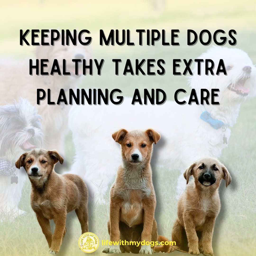 LifeWithMyDogs9's tweet image. Keeping multiple dogs healthy requires extra planning and attentive care! 🐕🐕 Discover more dog information, visit lifewithmydogs.com/?utm_campaign=… #DogCare #MultiplePets #HealthAndHappiness