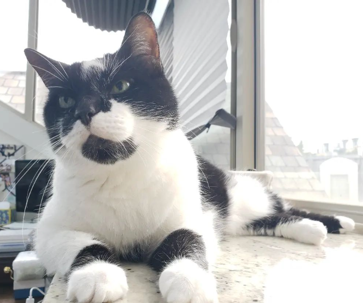 PCPSI's tweet photo. We think RC hit the genetic lottery when it came to cool markings and cuteness.  Don't you? 😀😺

photo credit: Mike M.

#CatGenetics #CoolMarkings #CuteCats #CatLovers #AdorableCats #CatsofInstagram #FelineFriends #CatCuties #KittyLove #PCPSI https://t.co/ZvY8ftQ5bm
