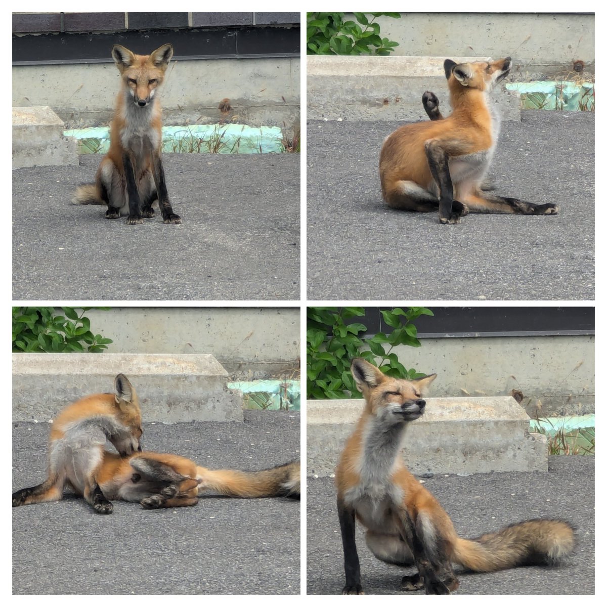 Christina Chénard tweet media