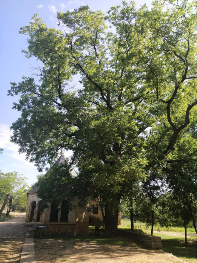 IGEAR_Aragon's tweet photo. 🌳El nogal de San Medardo, el pino del Escobón, la sabina Cascarosa ...
Son algunos de los #ÁrbolesSingulares inventariados en #Aragón que forman parte de nuestro patrimonio natural
Localízalos en el #Visor2D
👉https://t.co/irlOWFpxp3
📷e info 👉https://t.co/NS0bakOWfK https://t.co/xmTiZiAF1g
