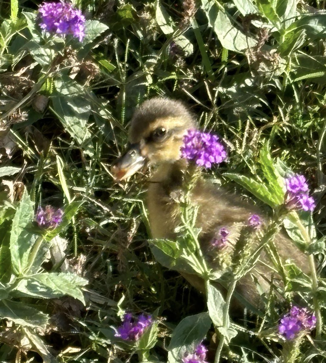 MelindaHoward4's tweet image. R. I. P. 

#Puddin