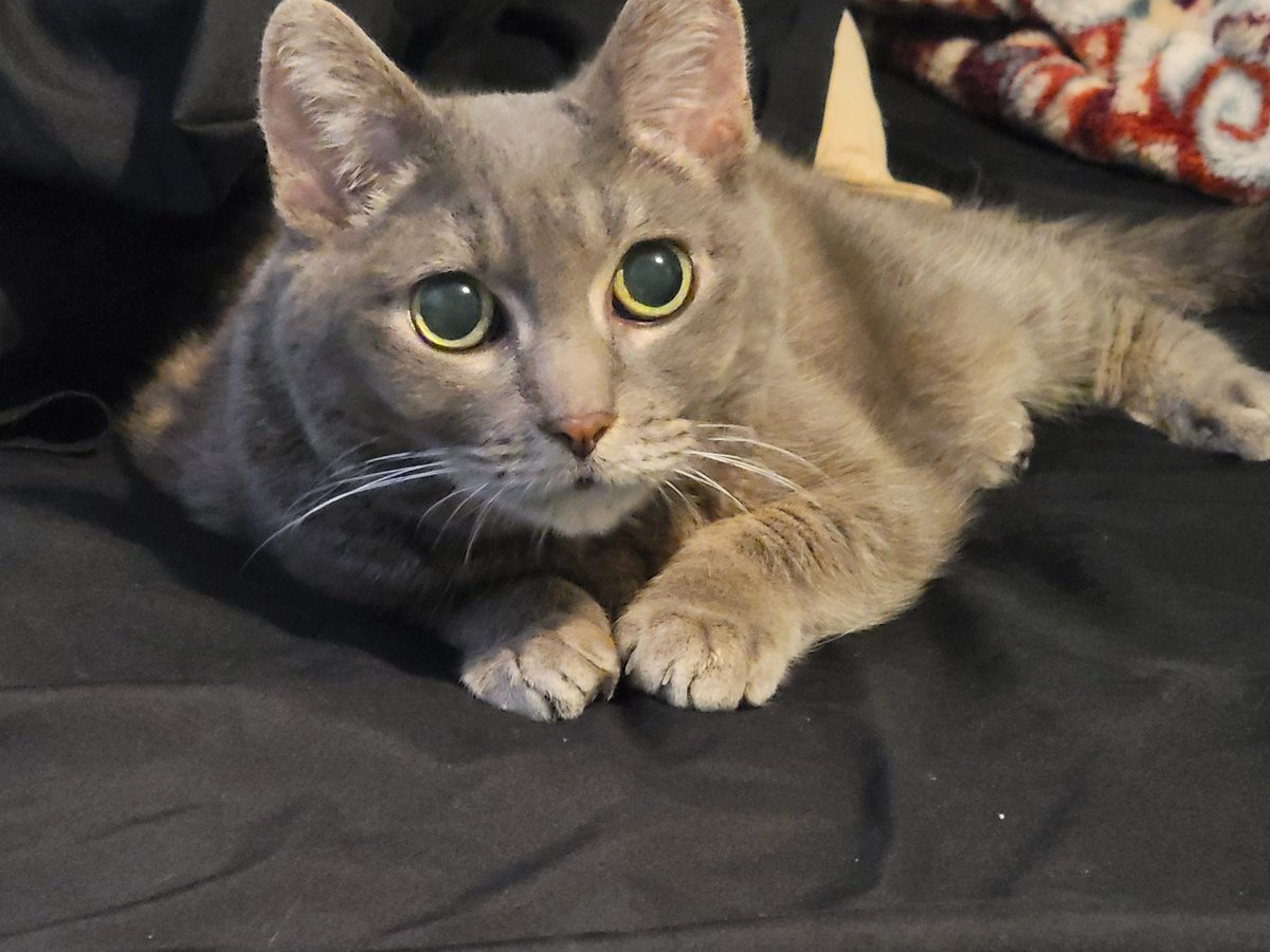 Delmona12's tweet photo. @myPotatoGames This game has been on my list for ages! I really want to customize the protagonist to look like my own cat! She's my house gremlin, and I love her. https://t.co/9IqsyH2SNj