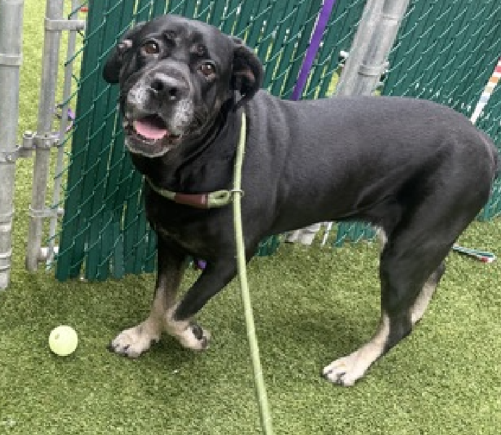 Sophie M 
Kill Command 
#NYCACC 
We missed it &amp; now she is behind in #RTs &amp; #Pledges 

Heartbroken #Senior
Who enjoyed toys &amp; smelling flowers 
She needs a calm home
Dumped for "No Time" Deadly words 
Our sweetheart shutdown upon entering ACC 
#Pledge4Rescue 
#Foster
