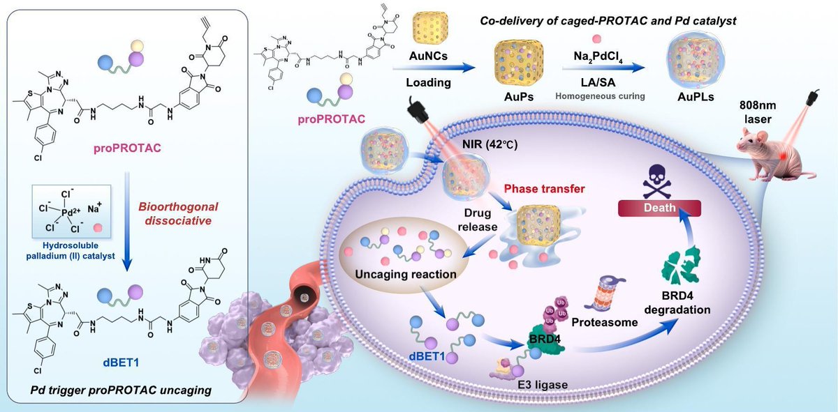 JCRnEDITORS's tweet image. Controlled bioorthogonal activation of Bromodomain-containing protein 4 degrader by co-delivery of PROTAC and Pd-catalyst for tumor-specific therapy.
| Yuan Ping @ZJU_China |
#prodrug #PROTAC #bioorthogonal #photothermal 
doi.org/10.1016/j.jcon…