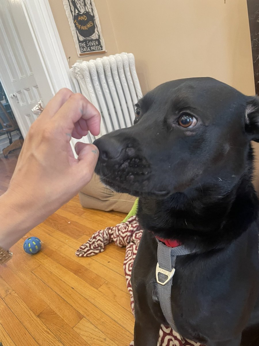AMRomero109's tweet photo. I missed #NationalDogDay yesterday! @NestaLittlejohn and I adopted this black lab/mastiff/pit-bull mix a year and a half ago. He likes barking, tearing up toys, and staring contests. We love ya Chonch 🥰 https://t.co/JuywHoG1vf