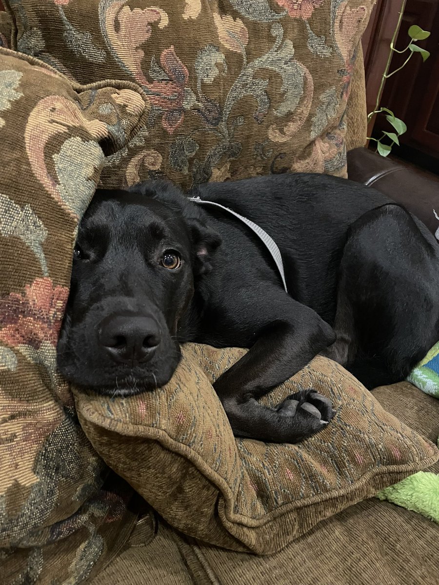 AMRomero109's tweet photo. I missed #NationalDogDay yesterday! @NestaLittlejohn and I adopted this black lab/mastiff/pit-bull mix a year and a half ago. He likes barking, tearing up toys, and staring contests. We love ya Chonch 🥰 https://t.co/JuywHoG1vf