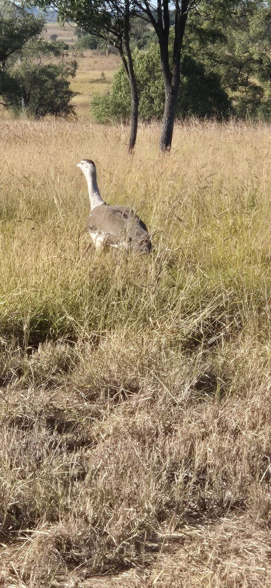 Archaeologist Deven has recently spotted some animals whilst out in the field, including a bustard bird (Ardeotis australis) and some Texas longhorn heifers!

#EverickHeritage #Fieldwork #landscape #WhereTheWildThingsAre #animals #Country #Heritagematters #Ecosystem
