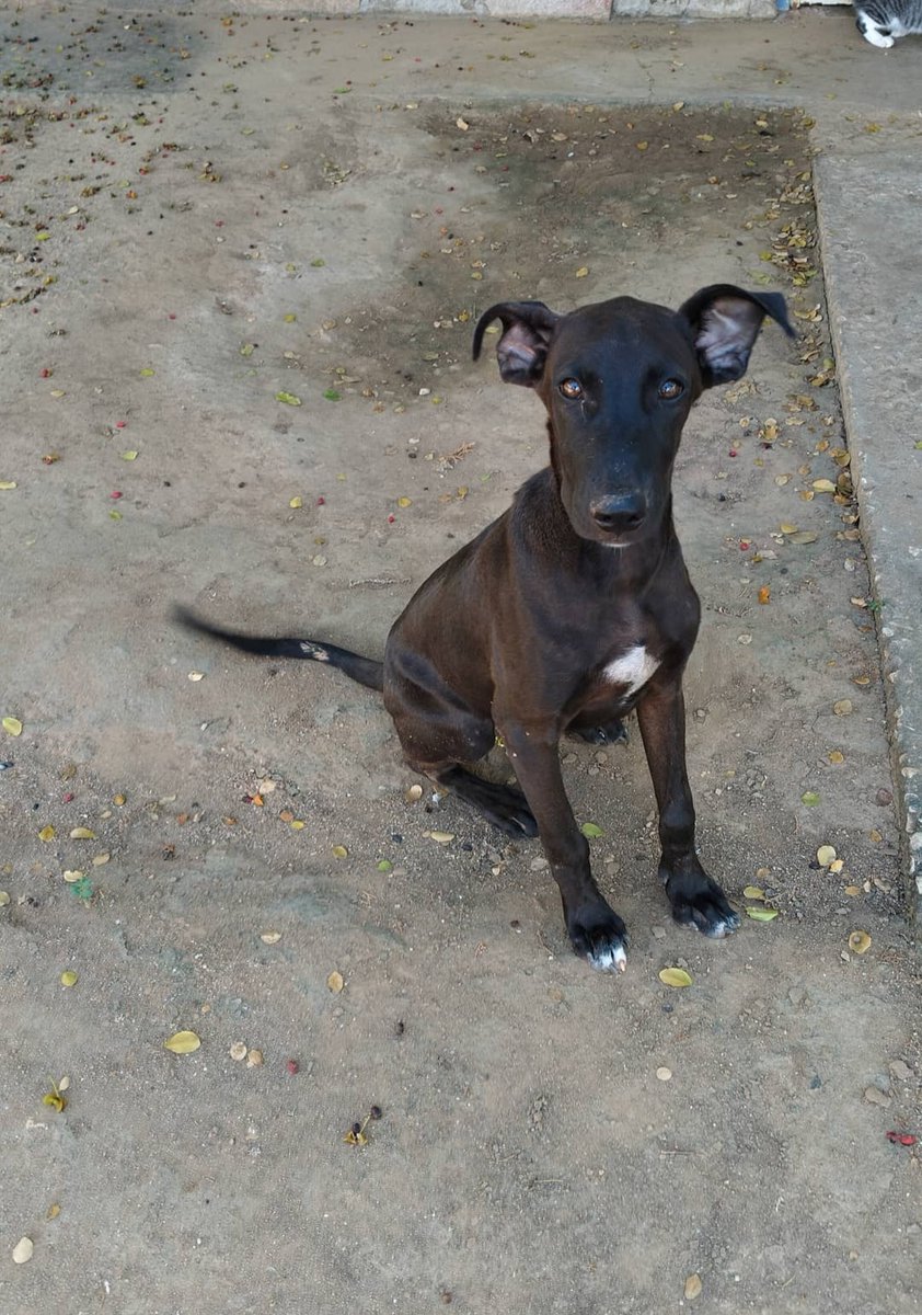 MargaritaPets's tweet photo. Un hogar para Salvador. Está en la población de El Maco. Su tutor falleció hace unos meses. Quedó en la calle. Una turista nos reportó el caso, pronto se irá y ya nadie lo alimentará . #adopta #islademargarita https://t.co/PlBVfObhjb