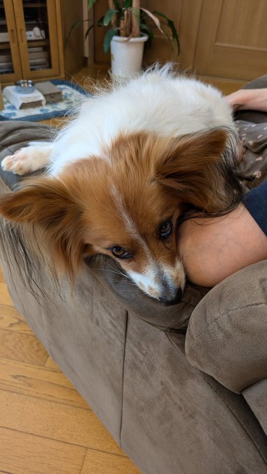 朝ごはんハンター 