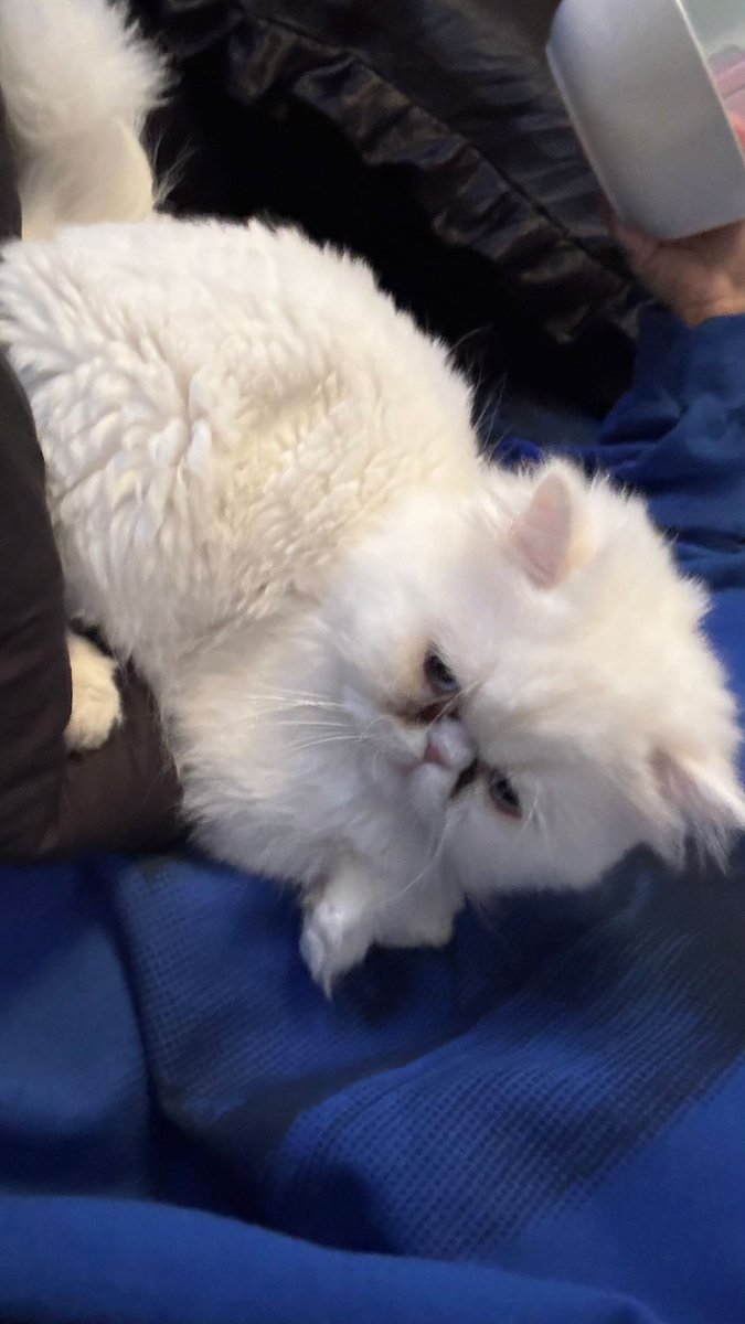 — ;;

          Boo the cat 🤍🥹