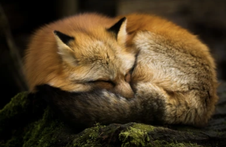 MetaMask's tweet photo. get more sleep with MetaMask

we protec before they attac https://t.co/zNfnPwgpIm