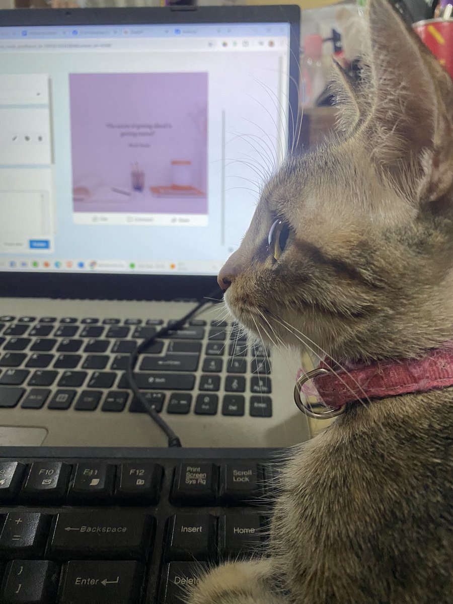 lessoflyn's tweet photo. my other cat has been very veryy clingy and loud which is new bc she dont meow much☹️ i feel like she’s grieving too.. should i get another cat?😭 helppp https://t.co/mFFieAwP5J