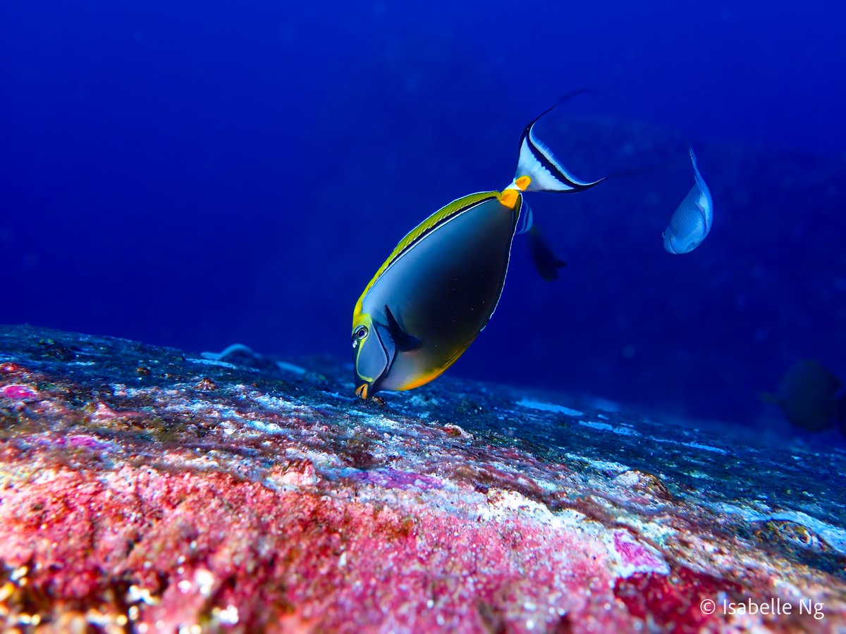 Reef Function Hub (@reeffunctionhub) on Twitter photo 2/🔄📚Earlier work by <a href="/SiqueiraAleC/">Alexandre C Siqueira</a> showed that trophic ecology drives the diversification of reef fishes. But when and how did their diets diversify in the first place? This was the main question for Isabelle's 1st PhD chapter.
📃: doi.org/10.1038/s41467… 2/🔄📚Earlier work by <a href="/SiqueiraAleC/">Alexandre C Siqueira</a> showed that trophic ecology drives the diversification of reef fishes. But when and how did their diets diversify in the first place? This was the main question for Isabelle's 1st PhD chapter.
📃: doi.org/10.1038/s41467…