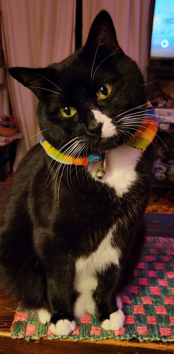 MrElsoCat tweet media