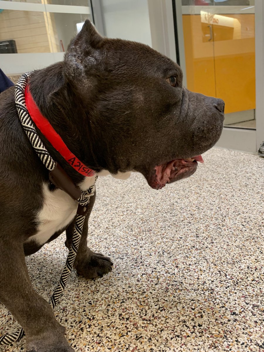 Rescuealldogs's tweet photo. Bentley is still at the shelter @LACityPets waiting for someone to save him. https://t.co/HPGUSyAEdc