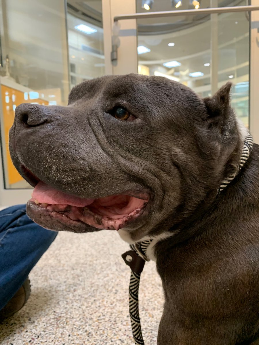 Rescuealldogs's tweet photo. Bentley is still at the shelter @LACityPets waiting for someone to save him. https://t.co/HPGUSyAEdc