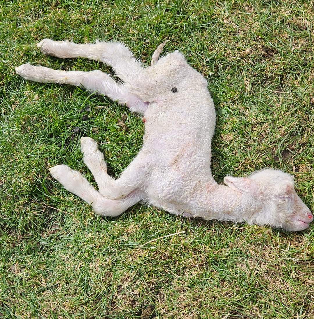 AJP_Victoria's tweet photo. "What can you always see after a Sheep Grazier Warning?
Dead lambs, & lots of them.
This paddock was littered ...
We could share so many images of dead lambs, but they
are brutal & distressing.
They are the harsh, ugly truth of winter lambing."
-Sheep Advocates Australia-Victoria https://t.co/VTXKNAa2Ch
