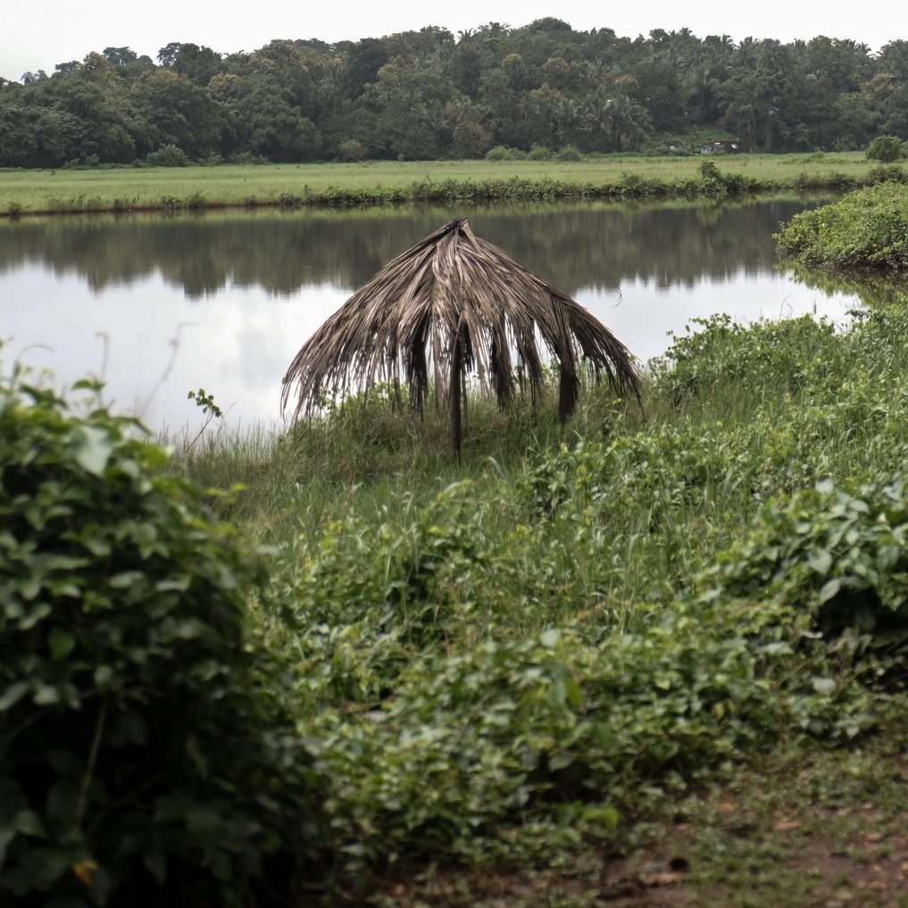 Champaca tweet media