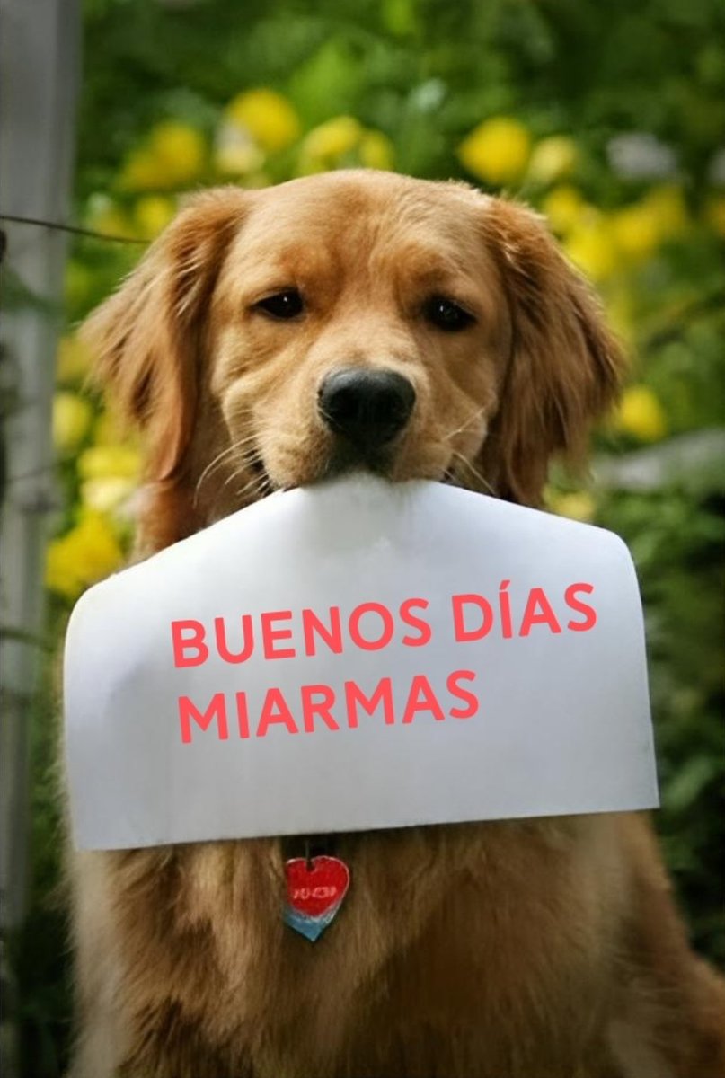 ordoez_miguel's tweet image. Muy buenos días 🤗 
Miércoles 
Oleeeeeeee
#Alataque
#SonrisaPuestaYa