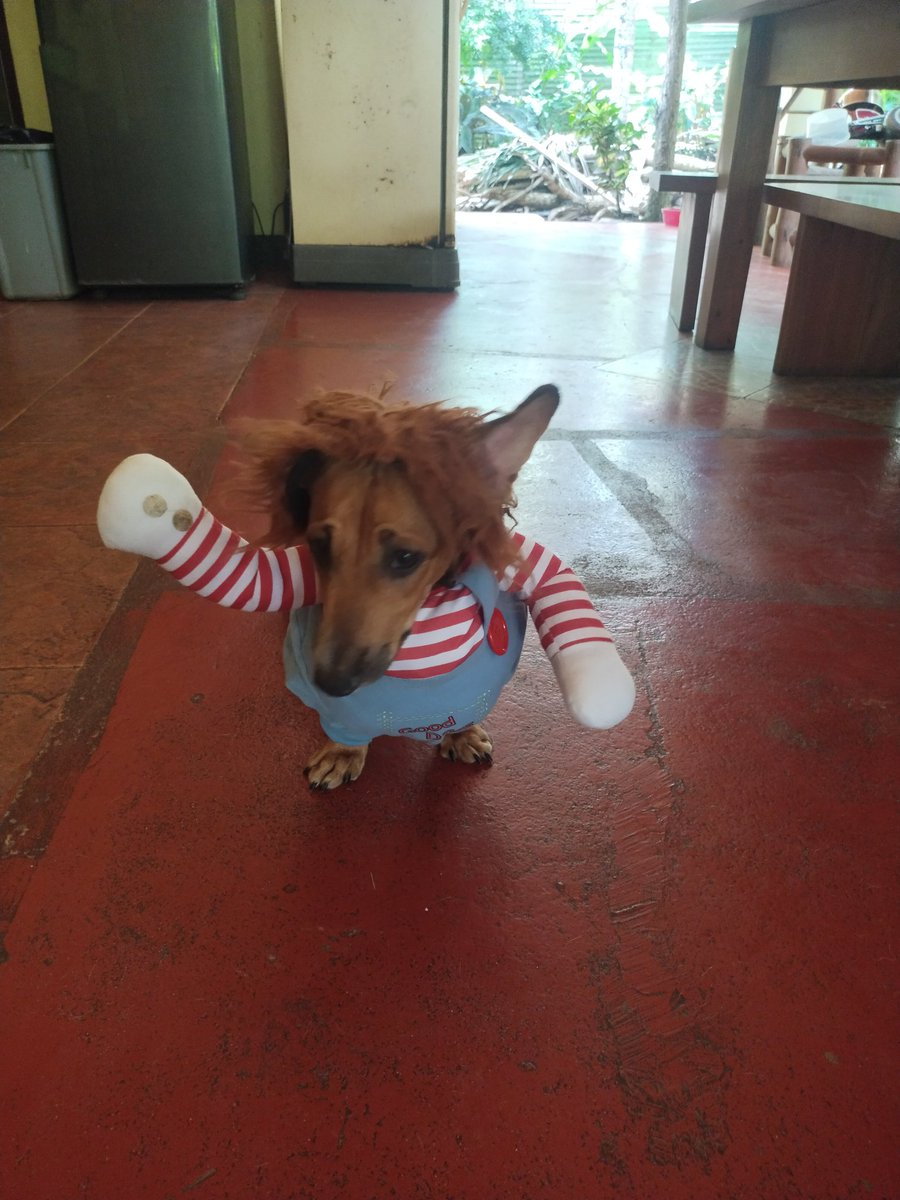 ArkCruz3's tweet image. Chucky the Wally, the finding knife....