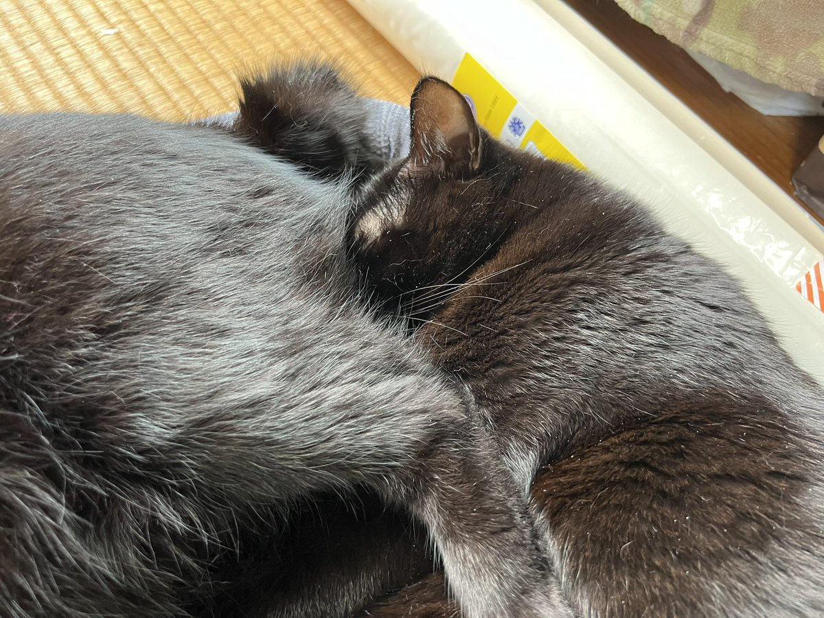 いつもべらぼうのケツに顔を突っ込んで寝るこくぼく