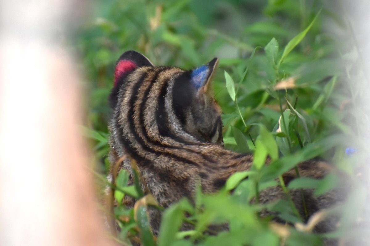 【🔴🔵】ツシマヤマネコのお子さん、後頭部がかわいすぎる【後頭部以外もかわいい】のサムネイル画像