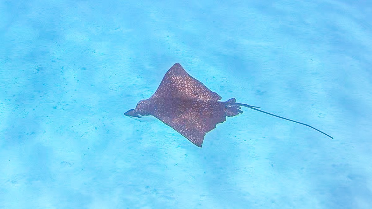 Thanks to @tavvytiggy for getting us in the water. It's so amazing how much marine life you can see upclose, even when snorkeling (Yes, you don't have to dive). Was mesmarized to see these gentle giants quietly swim by and  realize how small you are in the animal world.