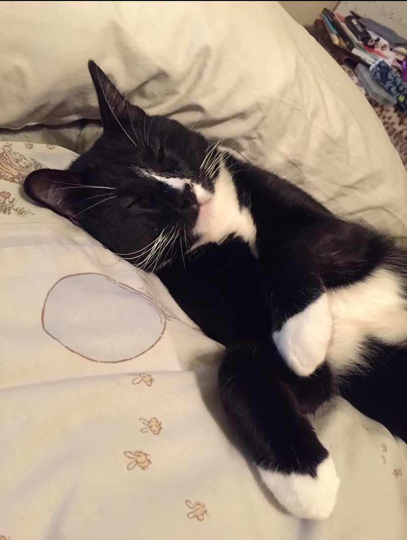 VMundae's tweet photo. Seven years ago today, I pulled his Lordship from the floodwaters of hurricane Harvey. He was just exhausted and starving. I’m so thankful that I did. He has made life so much more enjoyable. #GotchaDay #TeamTobe #HisLordship https://t.co/TjQEYRsdZn