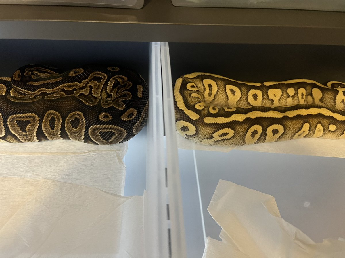 同じ格好🐍

#ボールパイソン #蛇好きと繋がりたい #爬虫類好きと繋がりたい