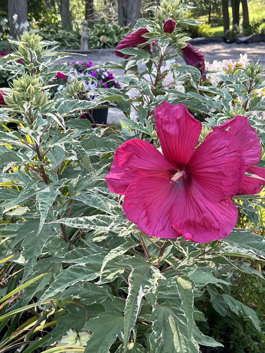 Dianne Noack tweet media