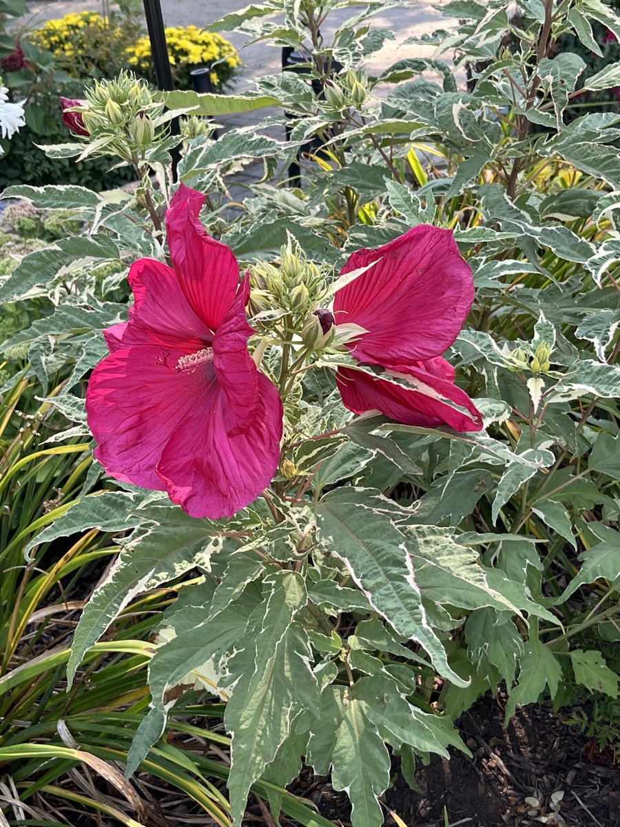 Dianne Noack tweet media