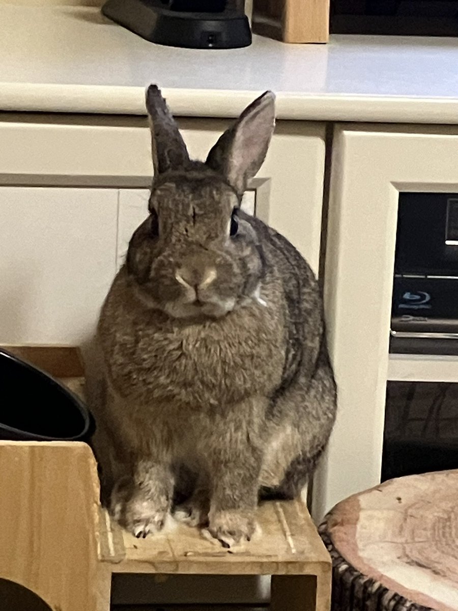 全国の同志よ！
台風が近づいているので、より一層自宅警備を強化しましょう。
危険を察知したら走り回って人間に知らせましょう！
今こそ野生の本能を発揮するときです。
私は野生の勘を失っちゃったかもだけど笑
#日本自宅防衛うさぎ部隊