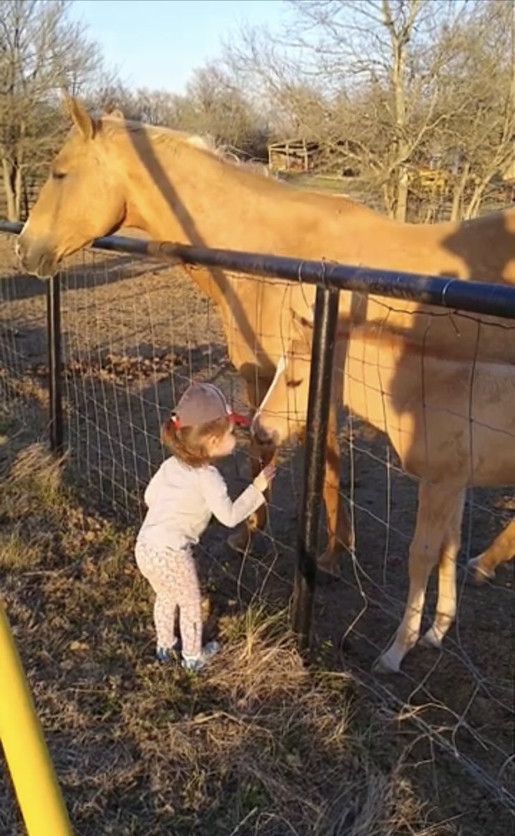 Gia Broken Spirit Horse🪶🟧🟦 tweet media