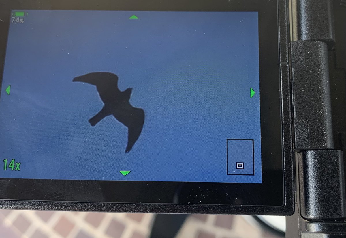 𝕭𝖊𝖆𝖘𝖙 𝖔𝖋 𝕭𝖎𝖗𝖉𝖎𝖓 tweet media