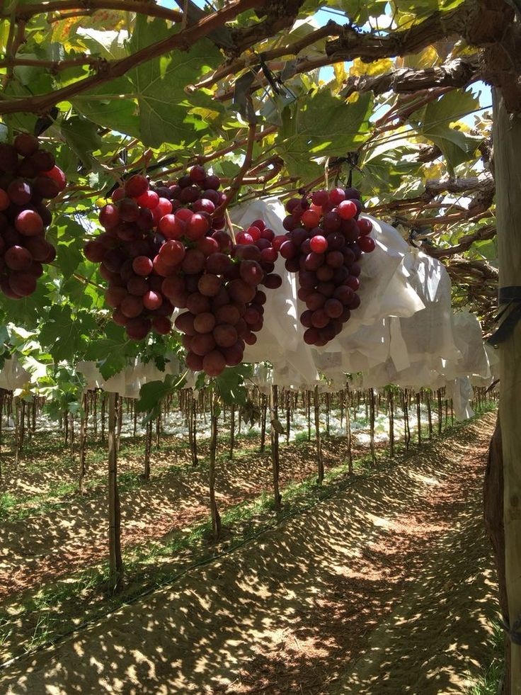 Like and repost if you are interested in modern grapes farming. 👇