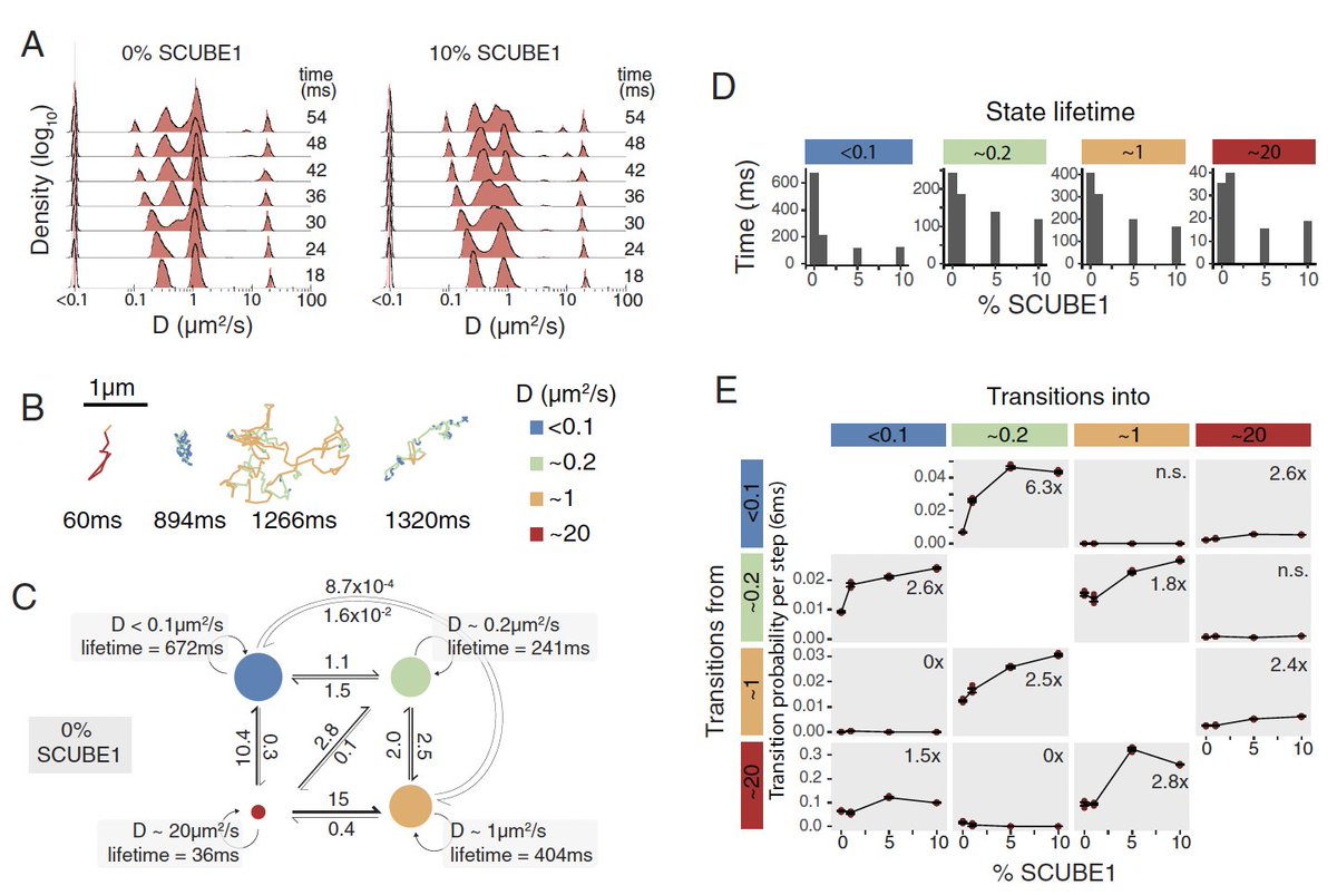 Anders Sejr Hansen (@anders_s_hansen) on Twitter photo Congrats to <a href="/GavinSchlissel/">Gavin Schlissel</a> <a href="/Pulin_Li/">Pulin Li</a> with single-molecule imaging contribution from <a href="/DomenicNarducci/">Domenic Narducci</a> <a href="/hansen_lab/">ASHansen Lab</a>
Single-molecule imaging of hedgehog in morphogen gradients reveals a surprisingly complex diffusion mechanism: pnas.org/doi/10.1073/pn… Congrats to <a href="/GavinSchlissel/">Gavin Schlissel</a> <a href="/Pulin_Li/">Pulin Li</a> with single-molecule imaging contribution from <a href="/DomenicNarducci/">Domenic Narducci</a> <a href="/hansen_lab/">ASHansen Lab</a>
Single-molecule imaging of hedgehog in morphogen gradients reveals a surprisingly complex diffusion mechanism: pnas.org/doi/10.1073/pn…